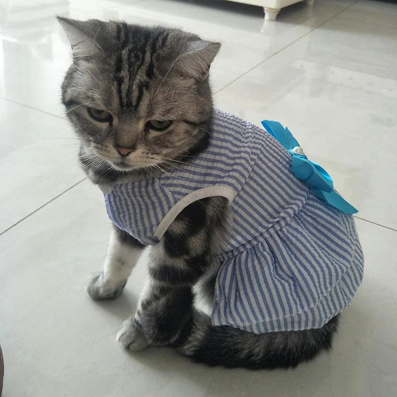 Princess Cat Dresses